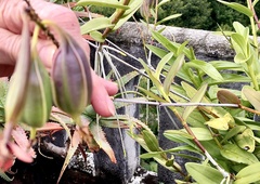 Epidendrum × obrienianum
