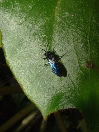 Odyneropsis batesi