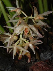 Xylobium elongatum