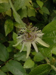 Passiflora sexflora