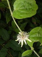 Passiflora sexflora