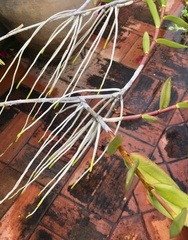Epidendrum × obrienianum
