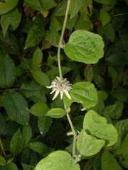 Passiflora sexflora