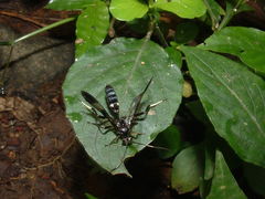 Macrojoppa