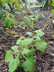 Smallanthus sonchifolius