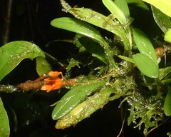 Specklinia lanceola