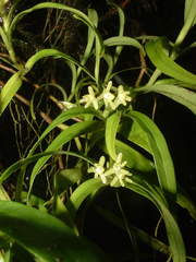 Epidendrum glumarum
