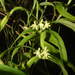 Epidendrum glumarum - Photo (c) Eric van den Berghe, μερικά δικαιώματα διατηρούνται (CC BY-NC), uploaded by Eric van den Berghe
