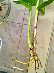 Epidendrum × obrienianum