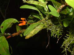 Specklinia lanceola