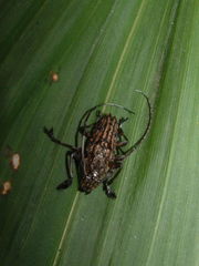 Steirastoma histrionicum