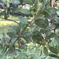 Arctostaphylos patula