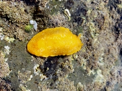 Dendrodoris citrina