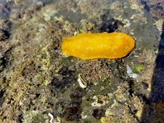 Dendrodoris citrina