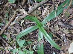 Chloraea membranacea