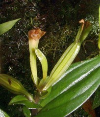 Psilochilus macrophyllus