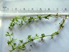 Galium perpusillum