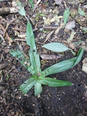 Chloraea membranacea