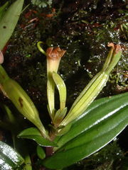 Psilochilus macrophyllus