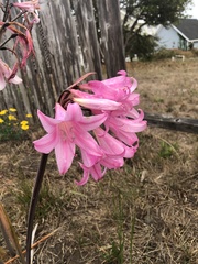 Amaryllis belladonna