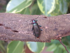 Strongylium auratum