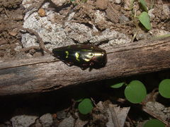 Chrysobothris ichthyomorpha