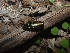 Chrysobothris ichthyomorpha