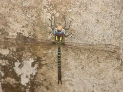 Triacanthagyna caribbea