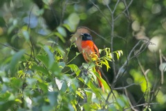 Pericrocotus miniatus