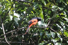 Pericrocotus miniatus