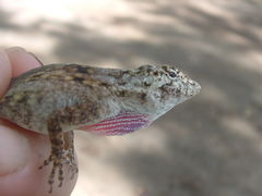 Anolis pentaprion