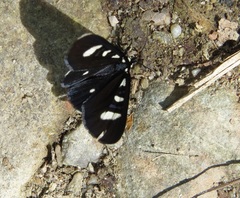 Alypiodes bimaculata