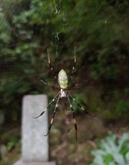 Trichonephila clavata
