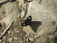 Alypiodes bimaculata