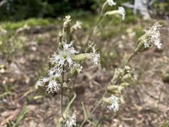 Silene oregana