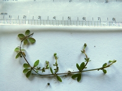 Galium propinquum