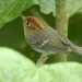 Sunda Warbler - Photo (c) abcdefgewing, some rights reserved (CC BY-NC), uploaded by abcdefgewing