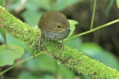 Pnoepyga pusilla