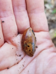 Planchonella australis