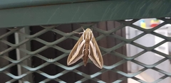 Hyles euphorbiarum