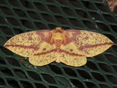 Eacles imperialis pini