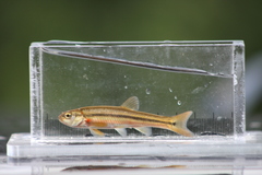 Northern Pearl Dace photo 4