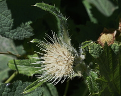Cirsium hookerianum