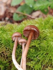 Entoloma cystomarginatum