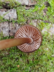 Entoloma cystomarginatum
