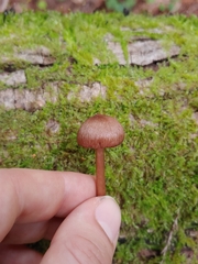 Entoloma cystomarginatum