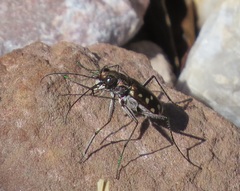 Cicindela sedecimpunctata