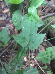Magnoliopsida