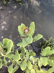 Rayjacksonia phyllocephala