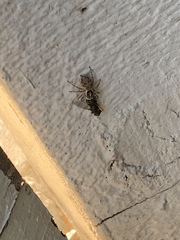 Menemerus semilimbatus